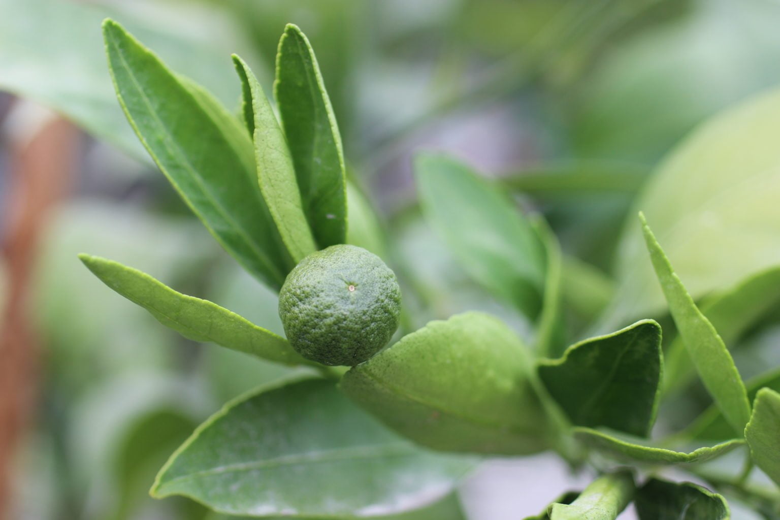 Owari Satsuma Mandarin Landscape Plant Source Landscape Plant Source